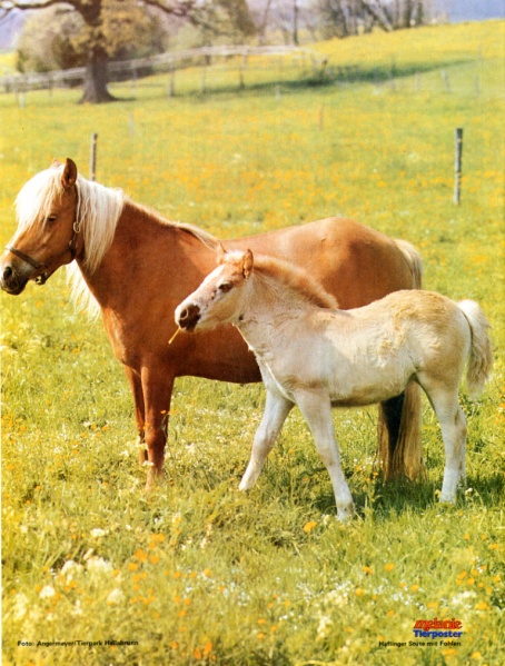 Datei:Poster Melanie 1976-53.jpg