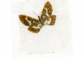 Prima 1971-16 Schmetterling 02.jpg